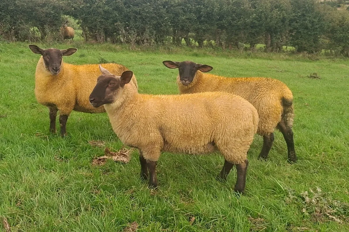 SUFFOLK EWE LAMBS - Image 3