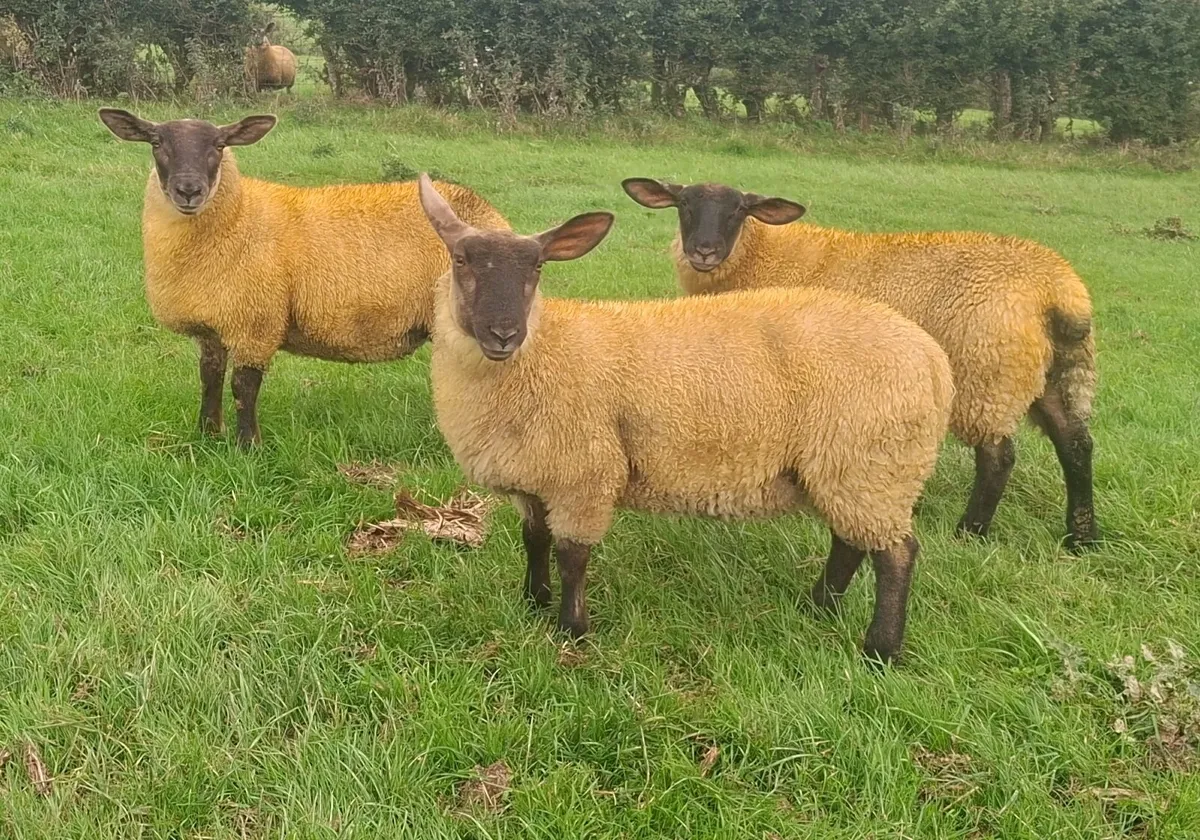 SUFFOLK EWE LAMBS - Image 1