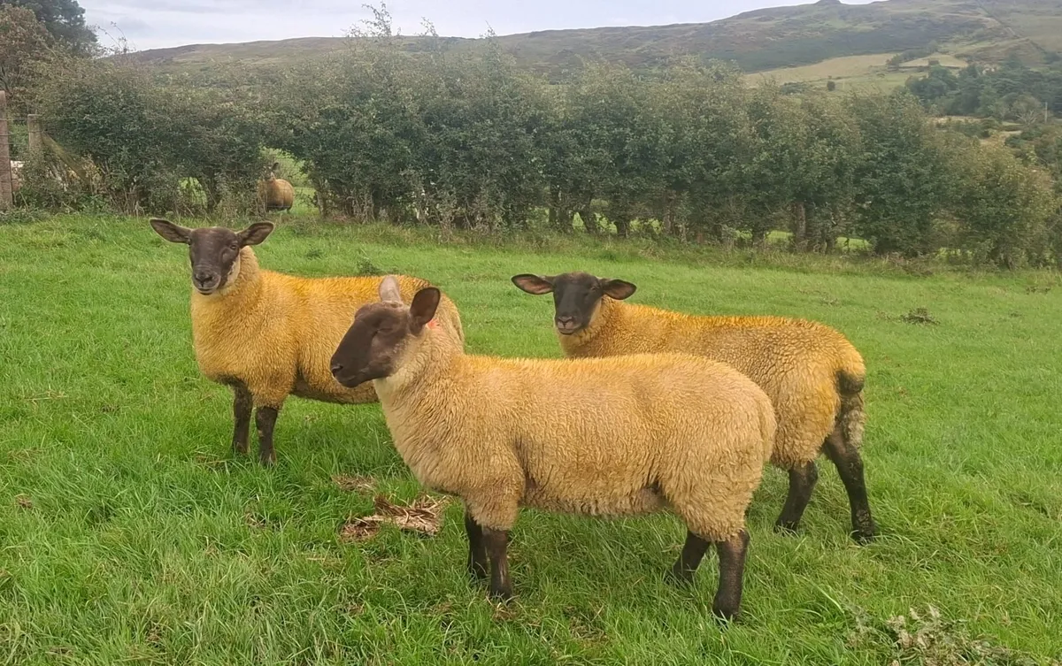 SUFFOLK EWE LAMBS - Image 2