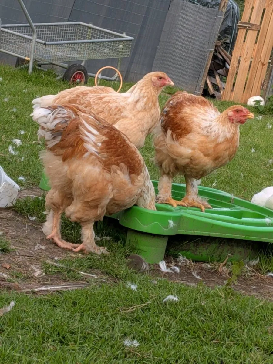 Serama & muscovy - Image 3
