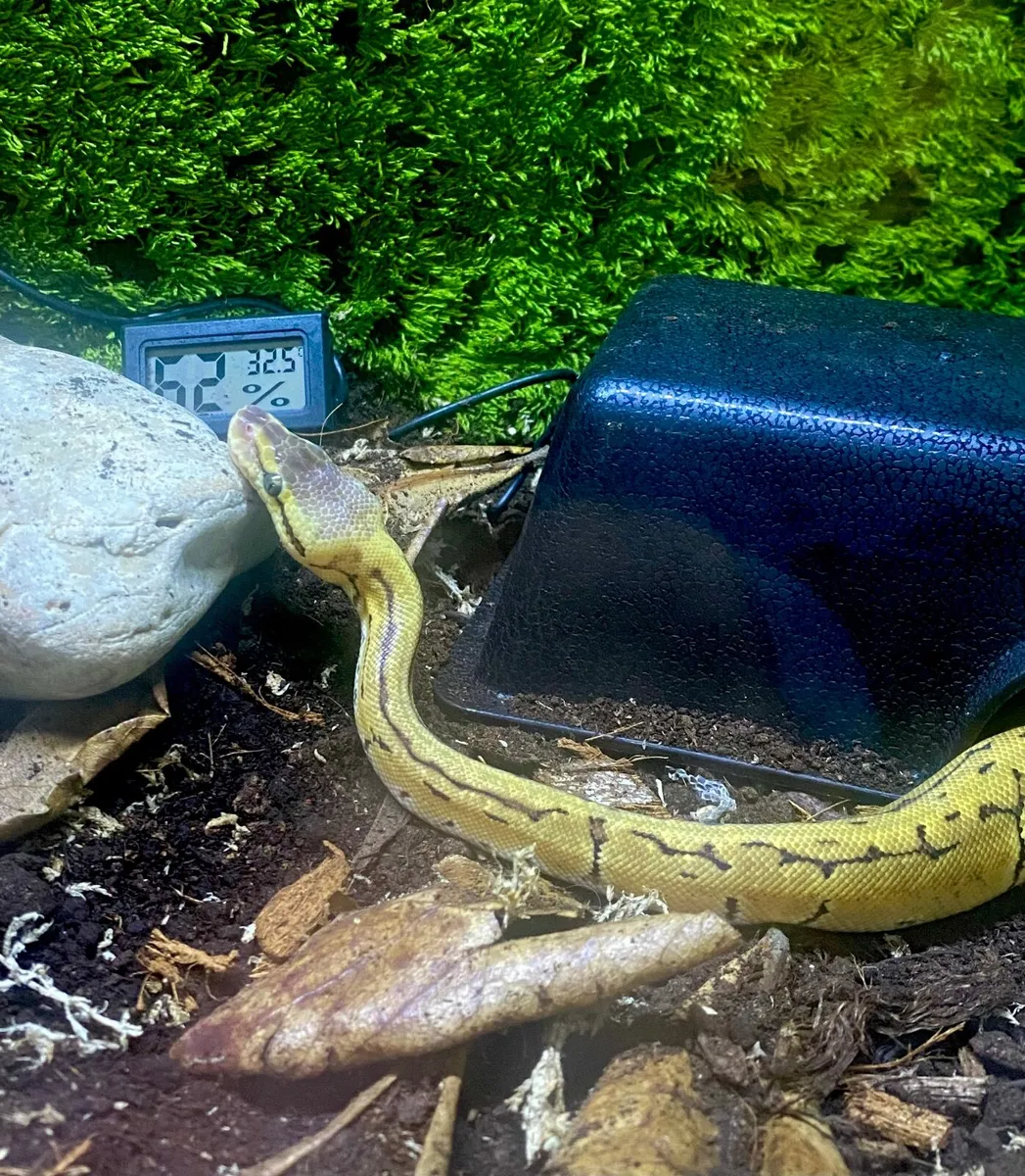 Ball Python + Extras - Image 2