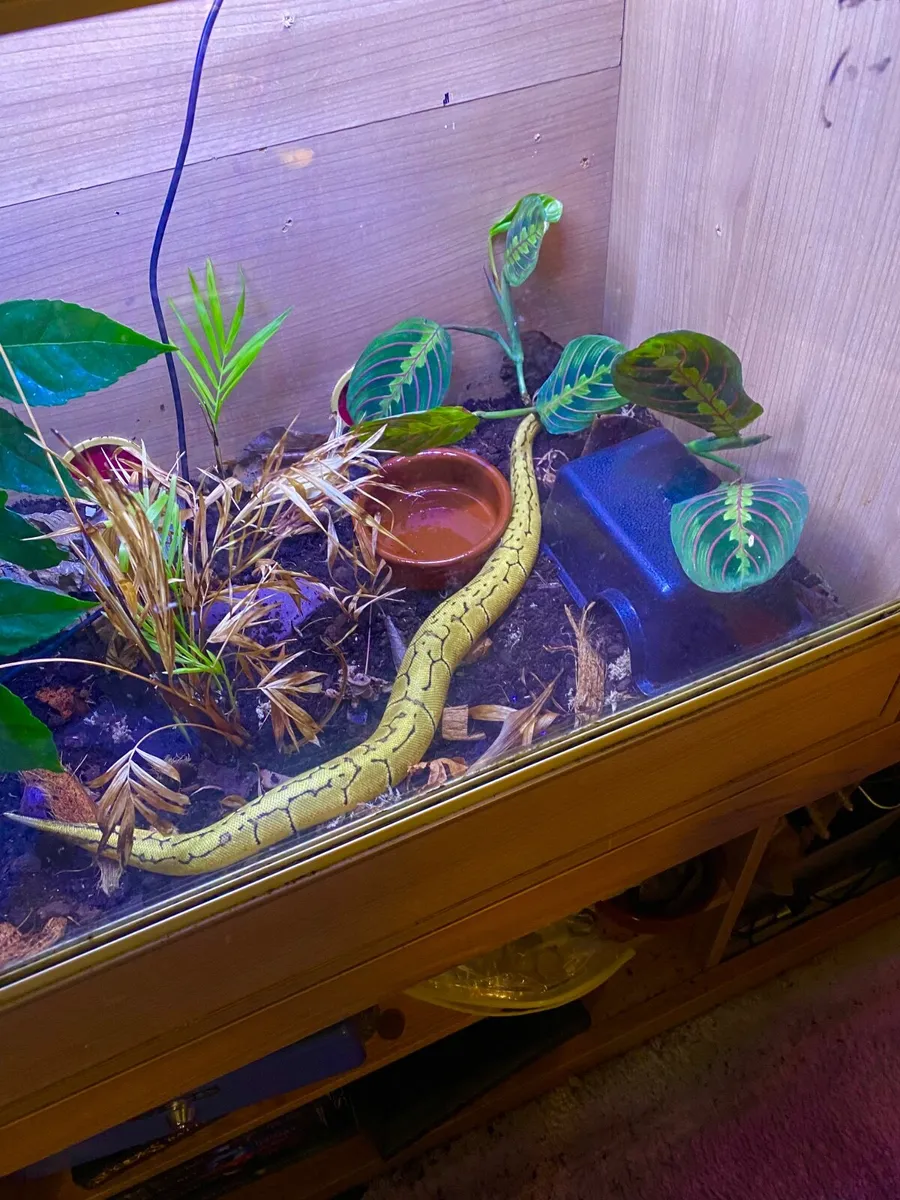 Ball Python + Extras - Image 3
