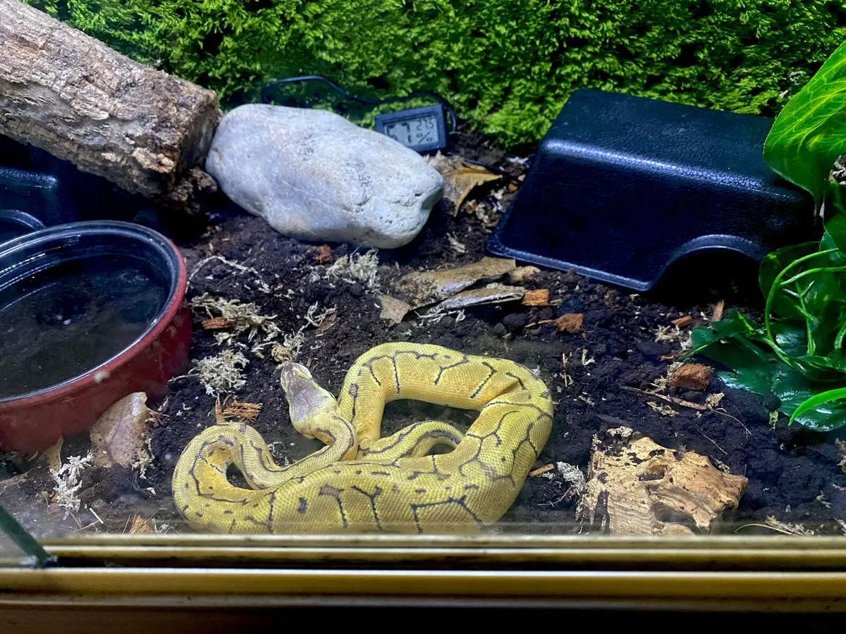 Ball Python + Extras - Image 4
