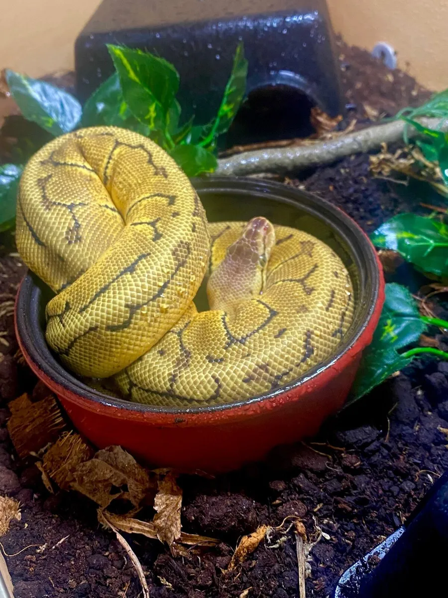 Ball Python + Extras - Image 1