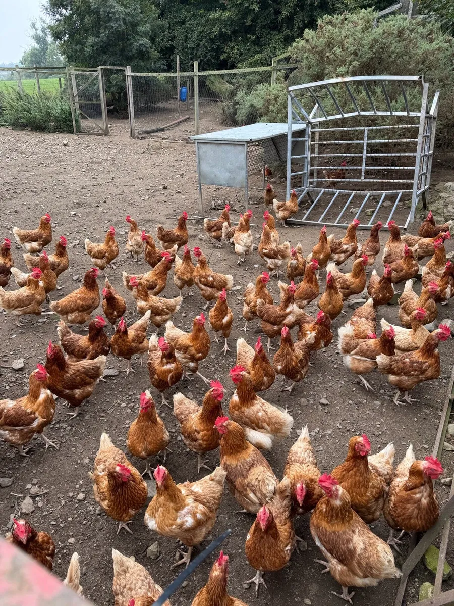 Laying hens