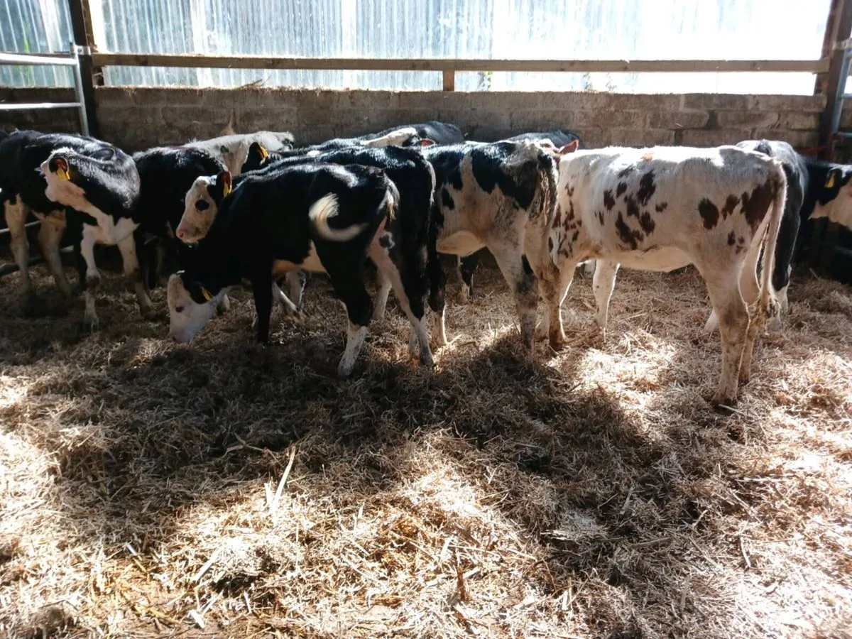 10 weaned Hereford heifers - Image 2