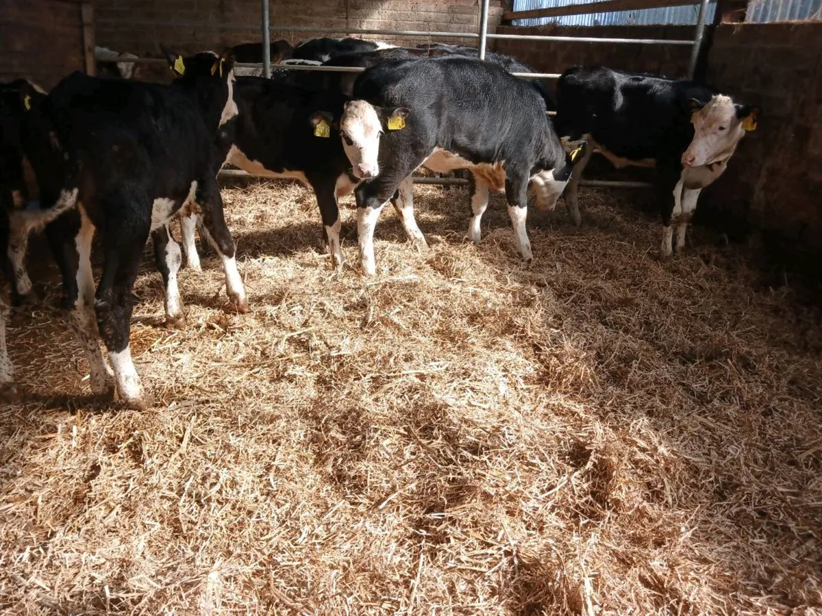 10 weaned Hereford heifers - Image 4