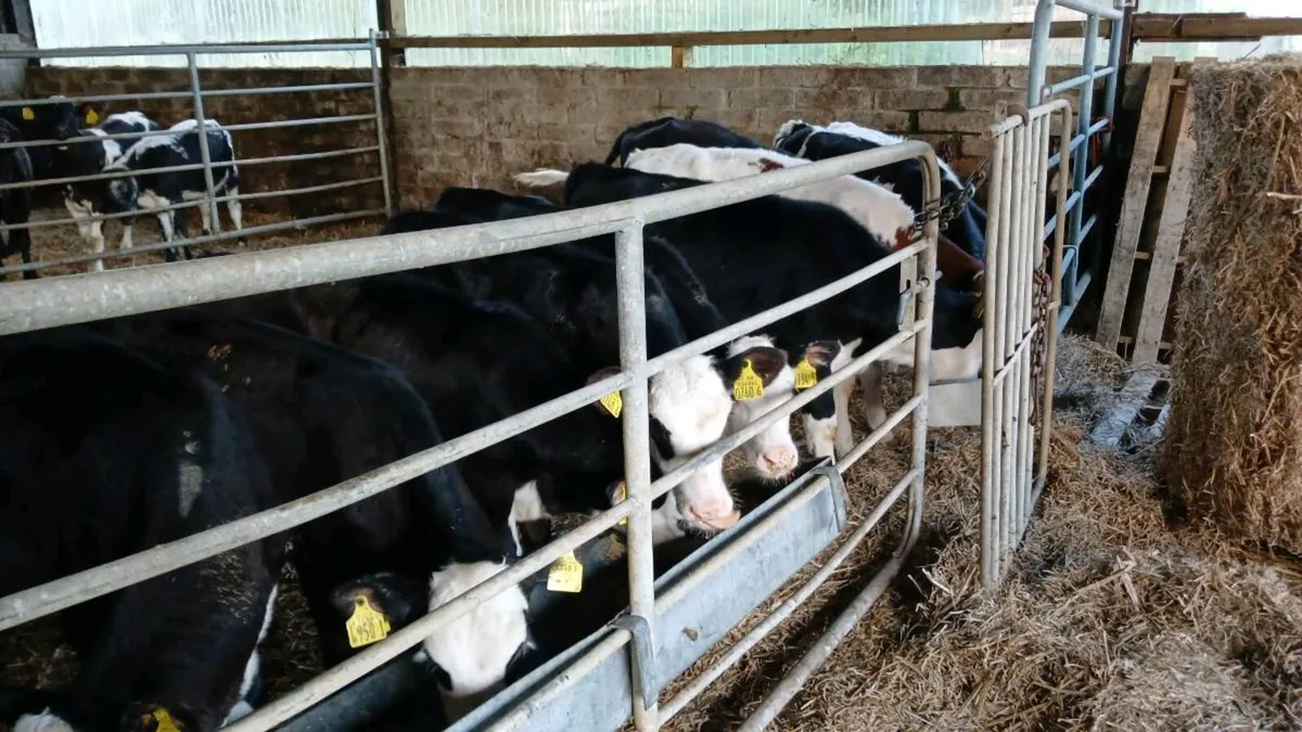 10 weaned Hereford heifers - Image 3