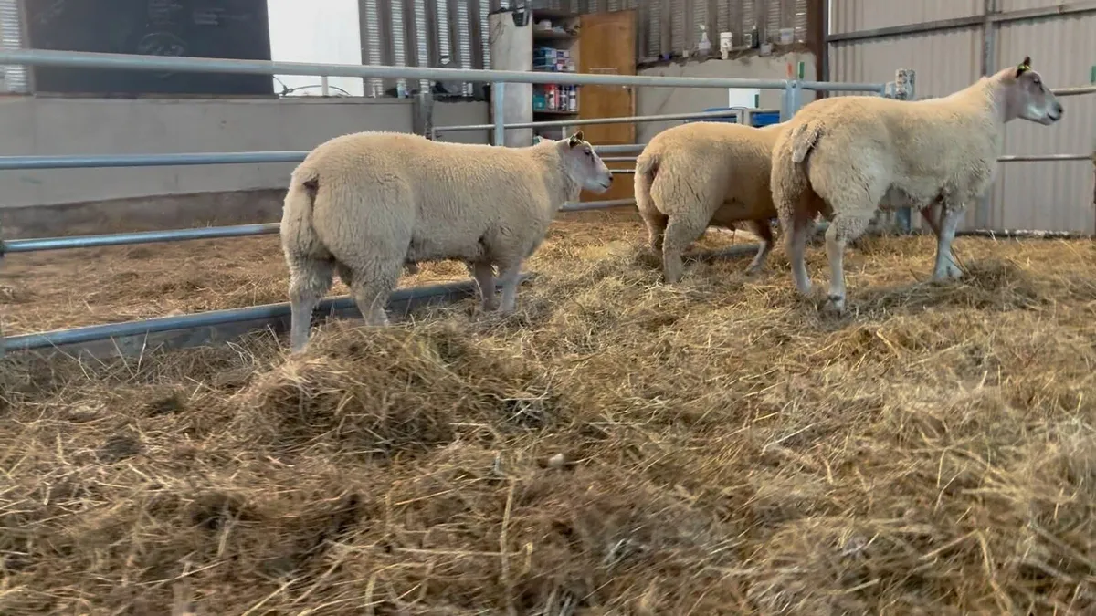 Charollais ram lambs - Image 4