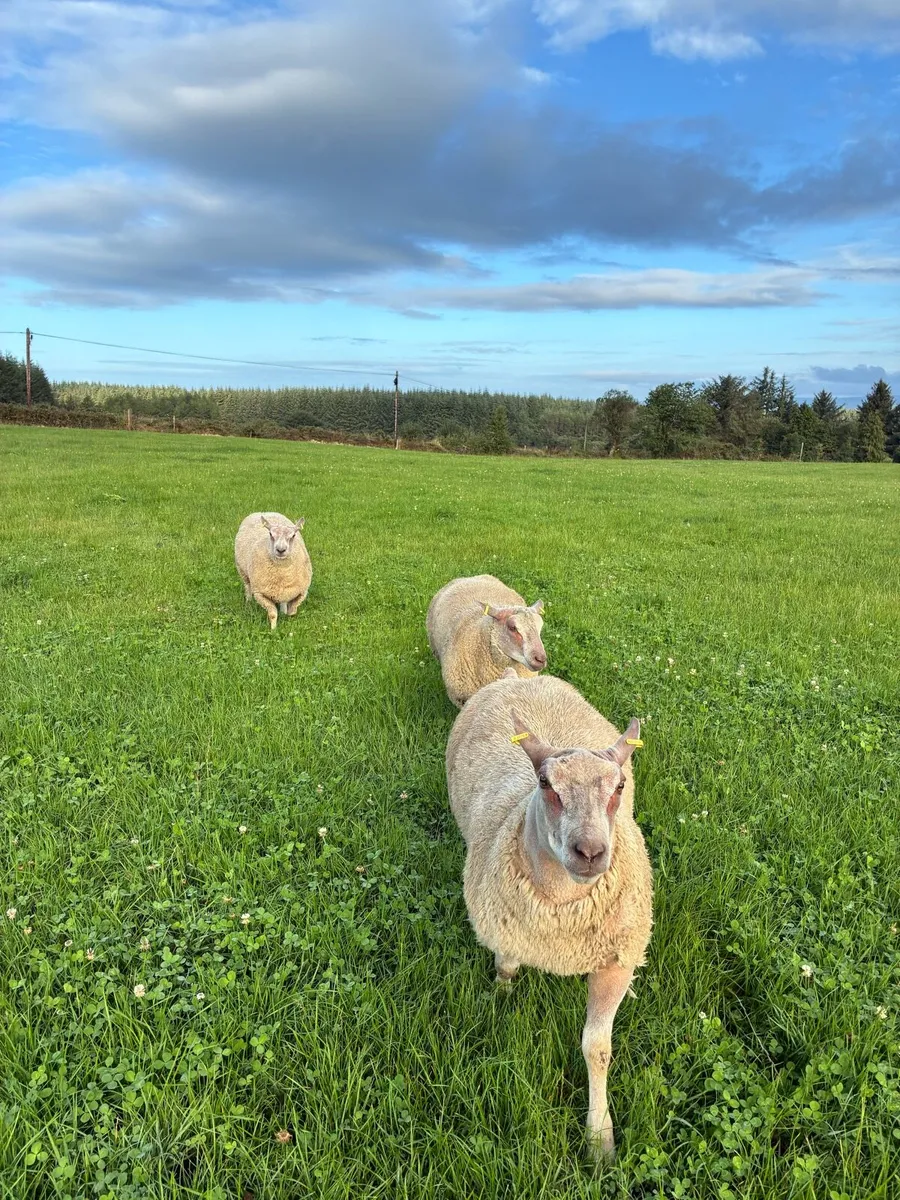 Charollais ram lambs - Image 1