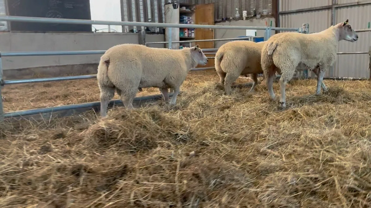 Charollais ram lambs - Image 2