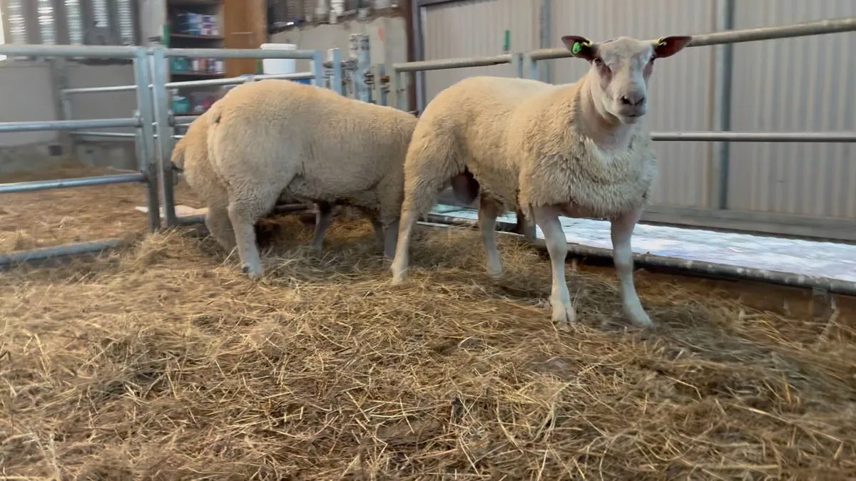 Charollais ram lambs - Image 3