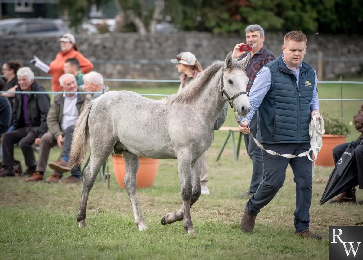 Colt foal - Image 1