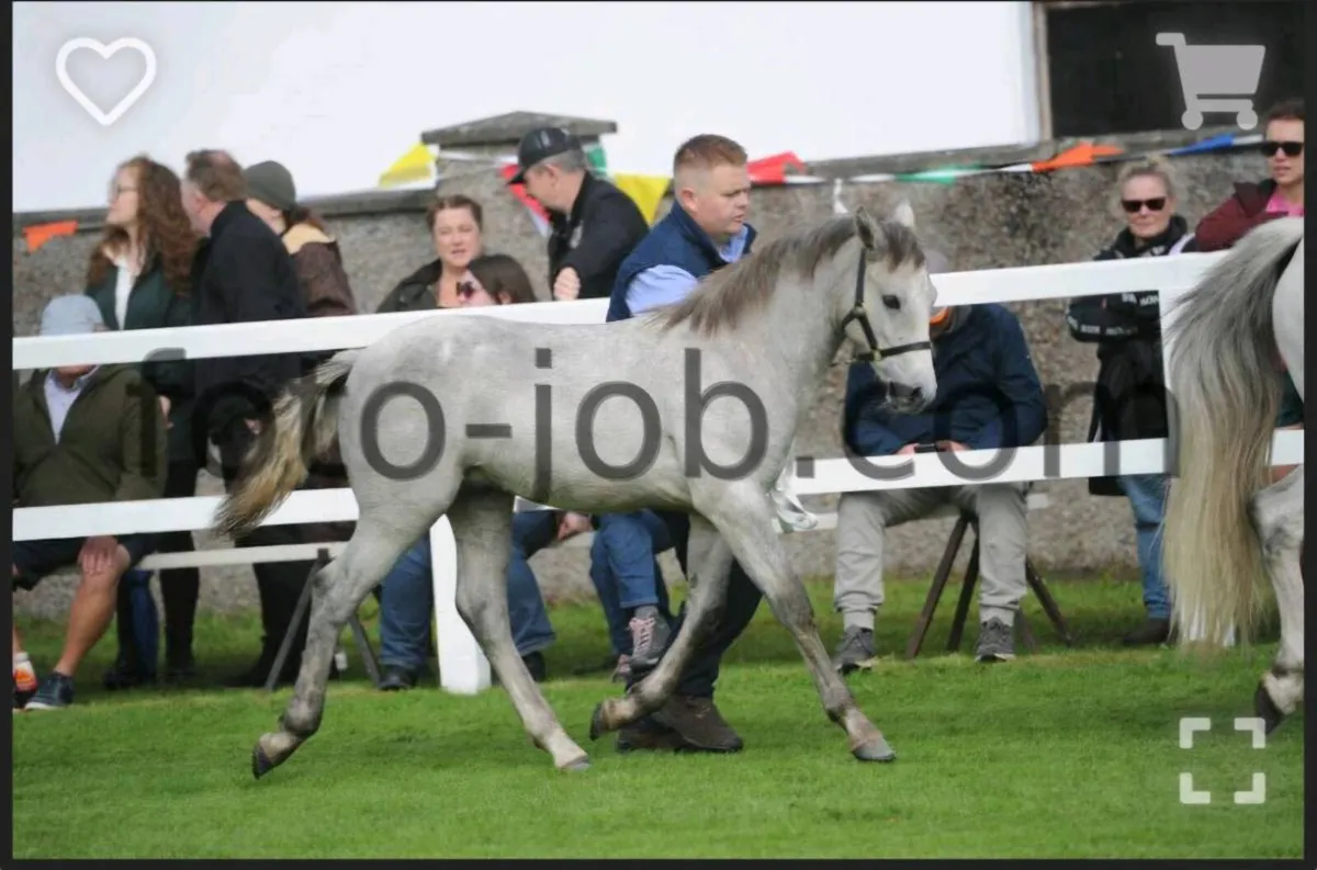 Colt foal - Image 2