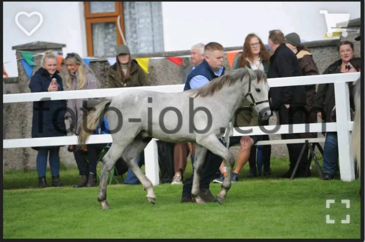 Colt foal - Image 3