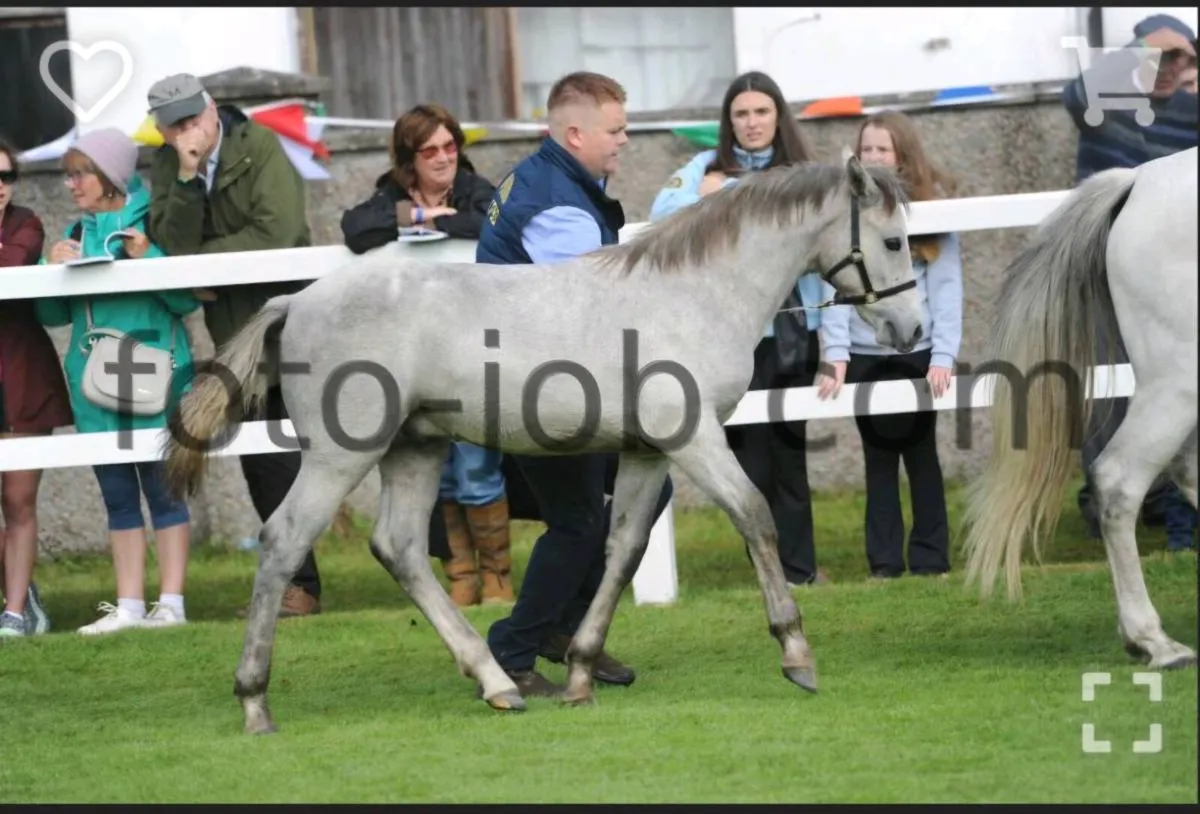 Colt foal - Image 4