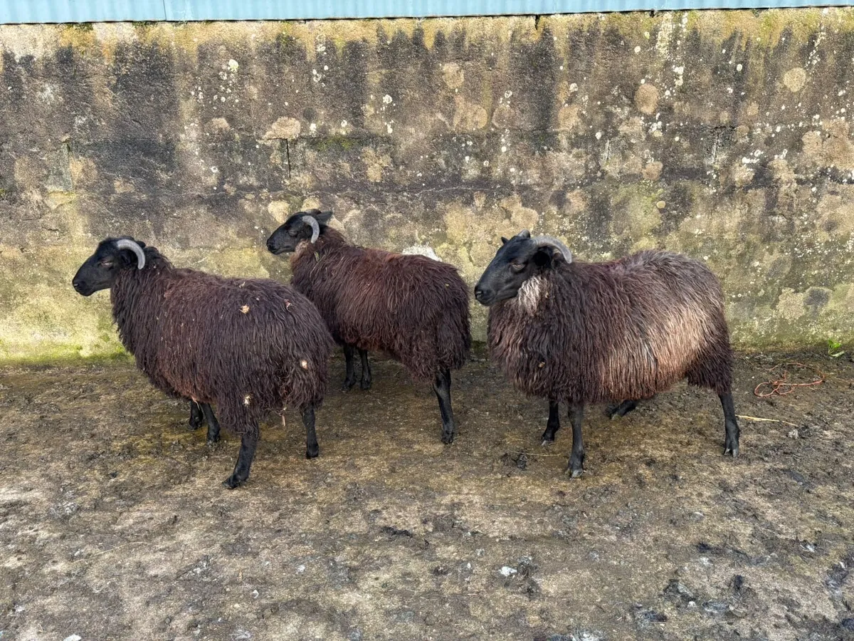 7 Black Ewe Lambs - Image 2