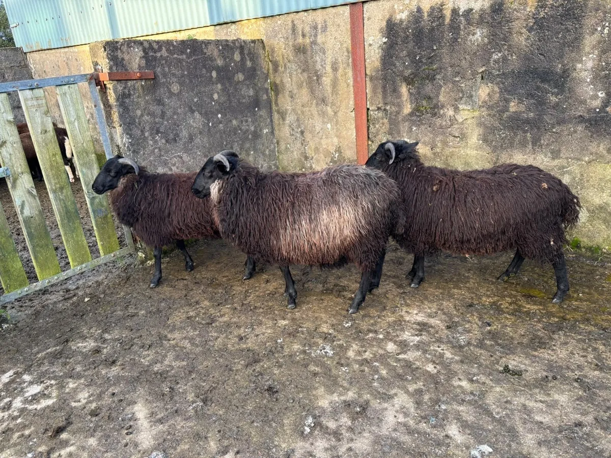 7 Black Ewe Lambs - Image 3