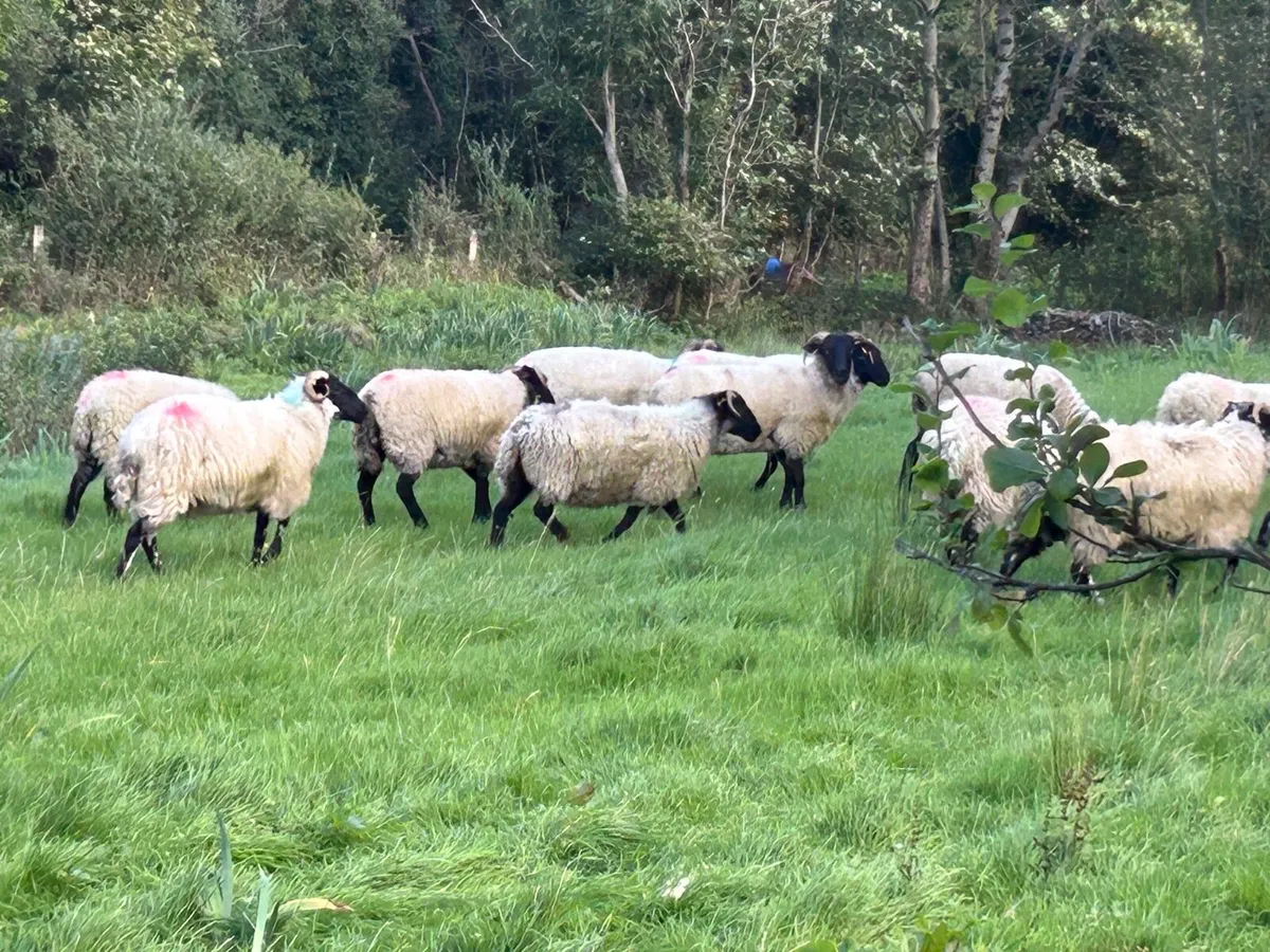Organic hoggets - Image 1