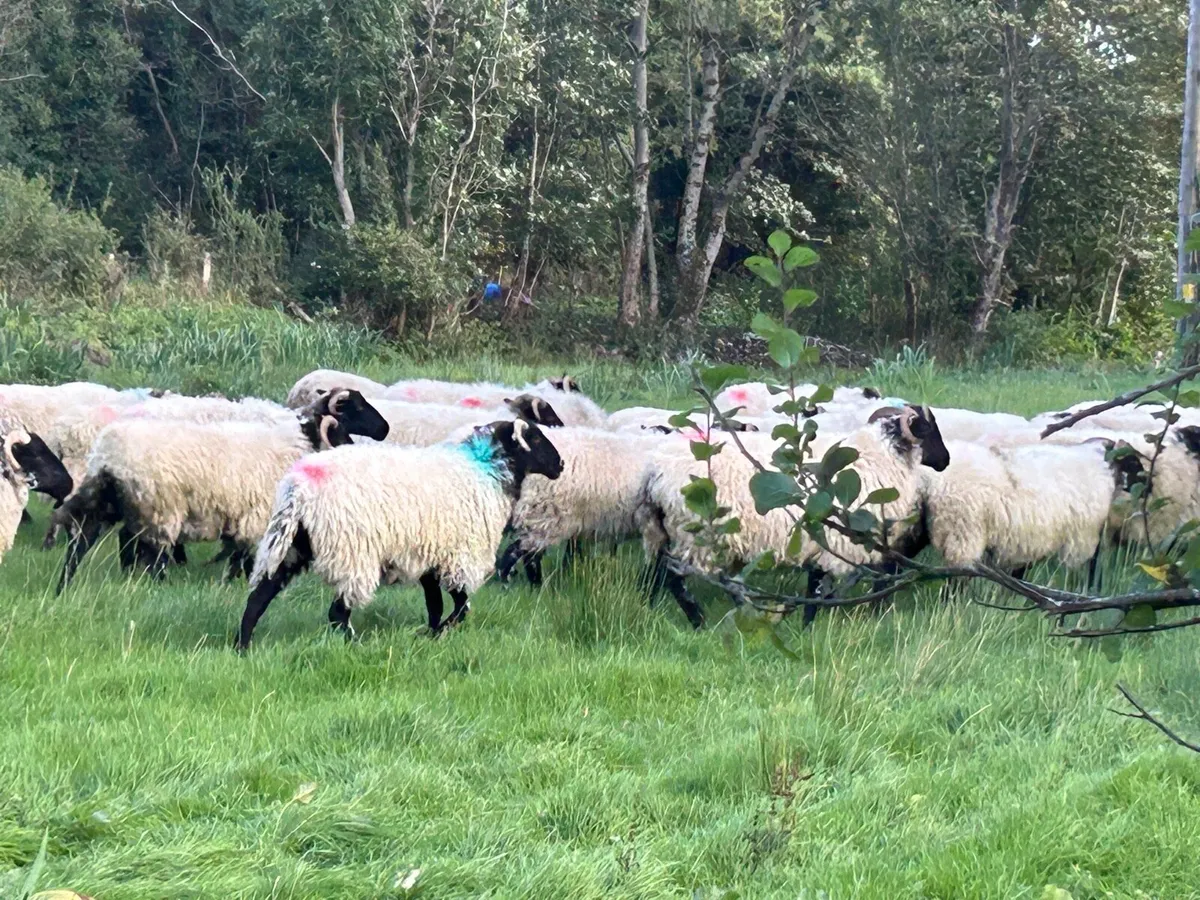 Organic hoggets - Image 2