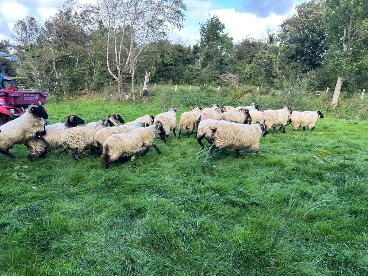 Organic hoggets - Image 3