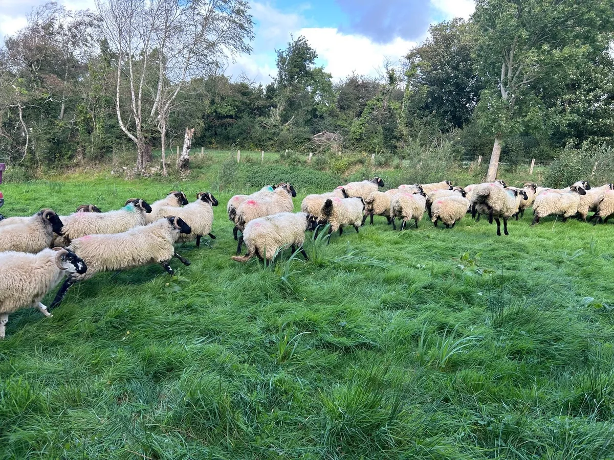 Organic hoggets - Image 4