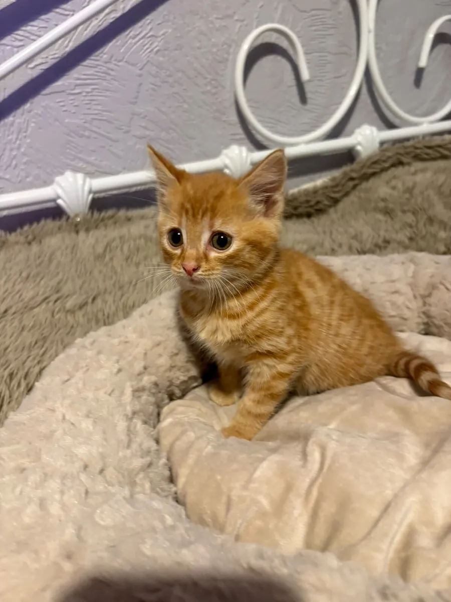 Kitten - Image 1