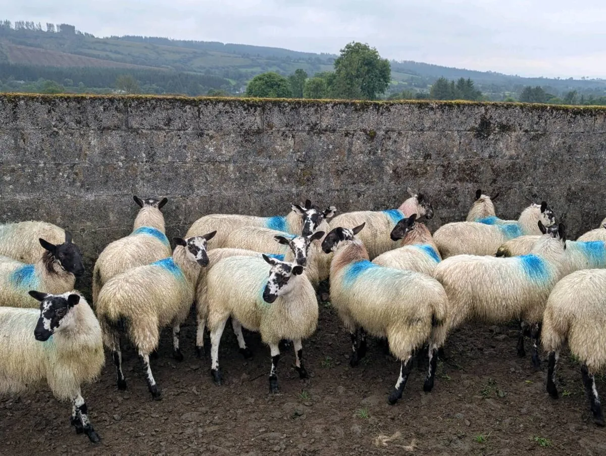 Mule ewe lambs - Image 2