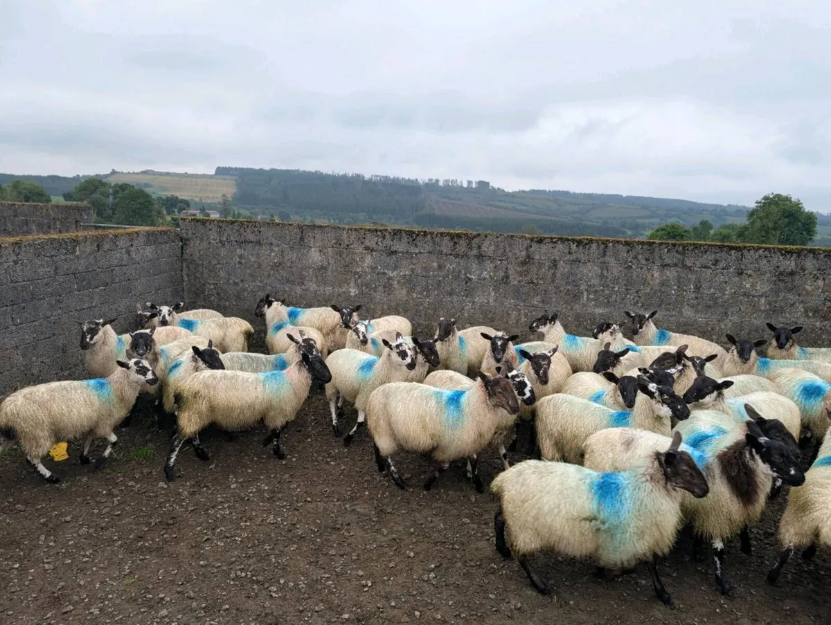 Mule ewe lambs - Image 3