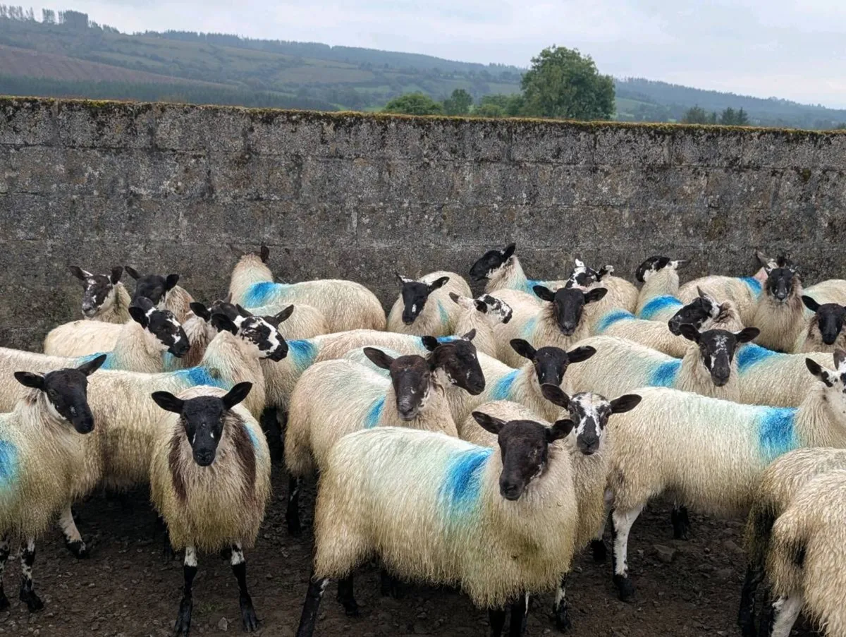 Mule ewe lambs - Image 4