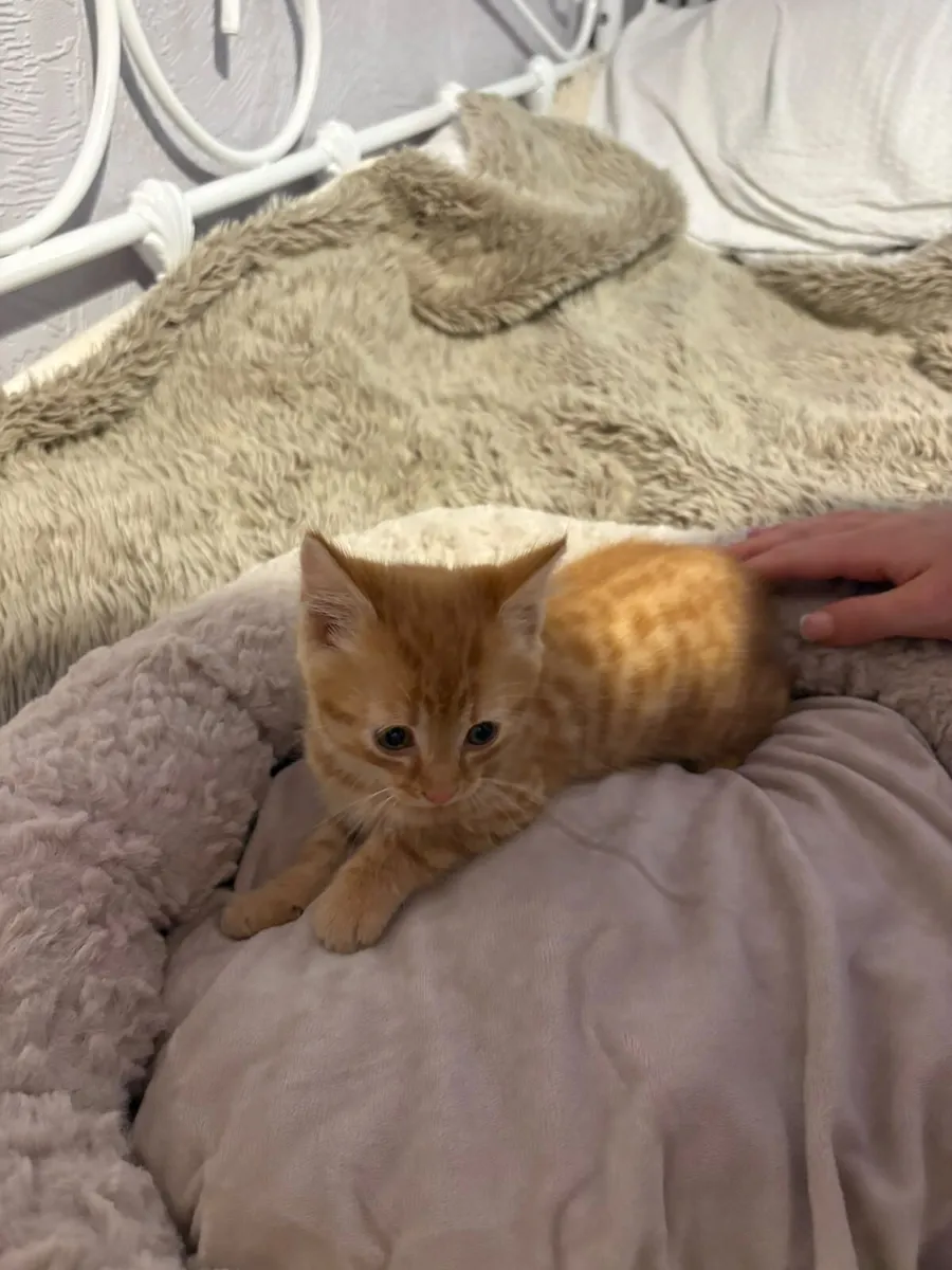 Kitten - Image 2