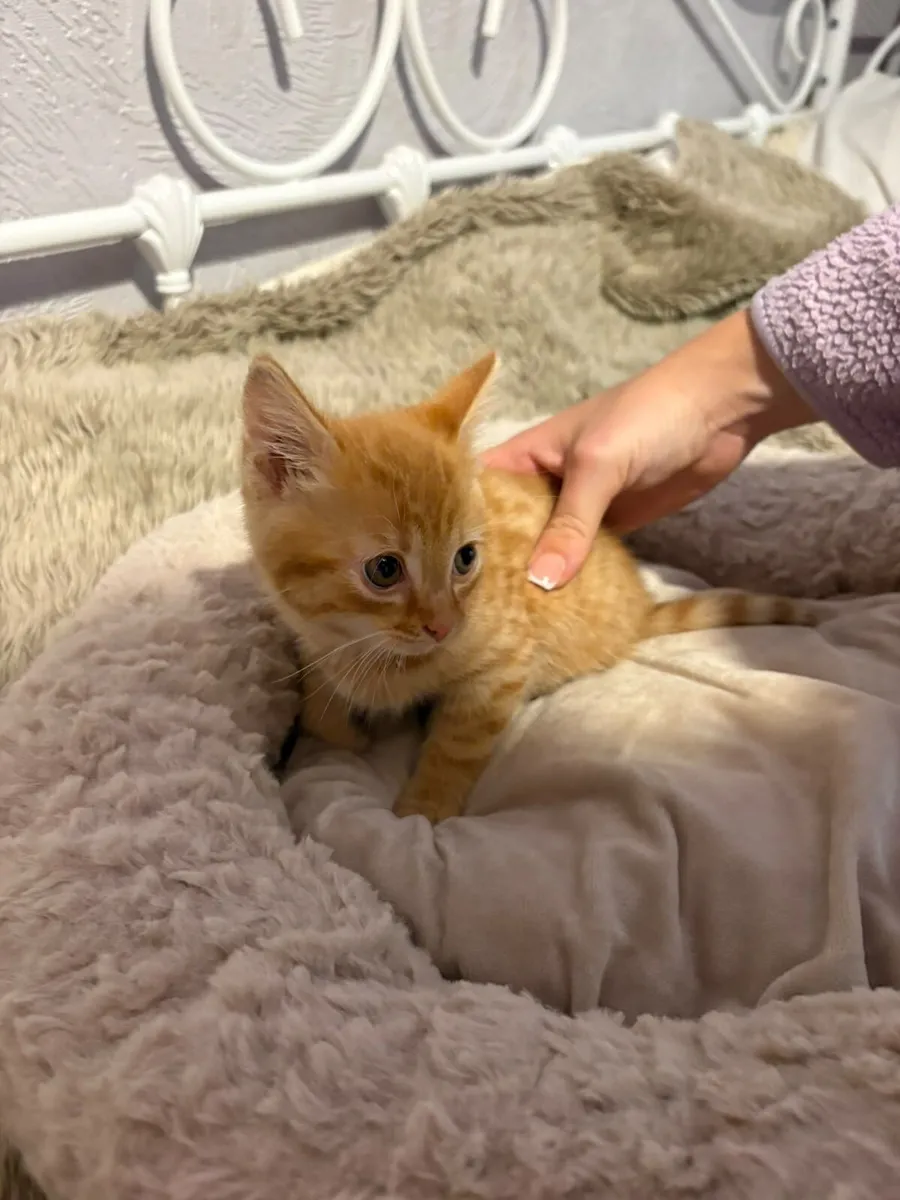Kitten - Image 3