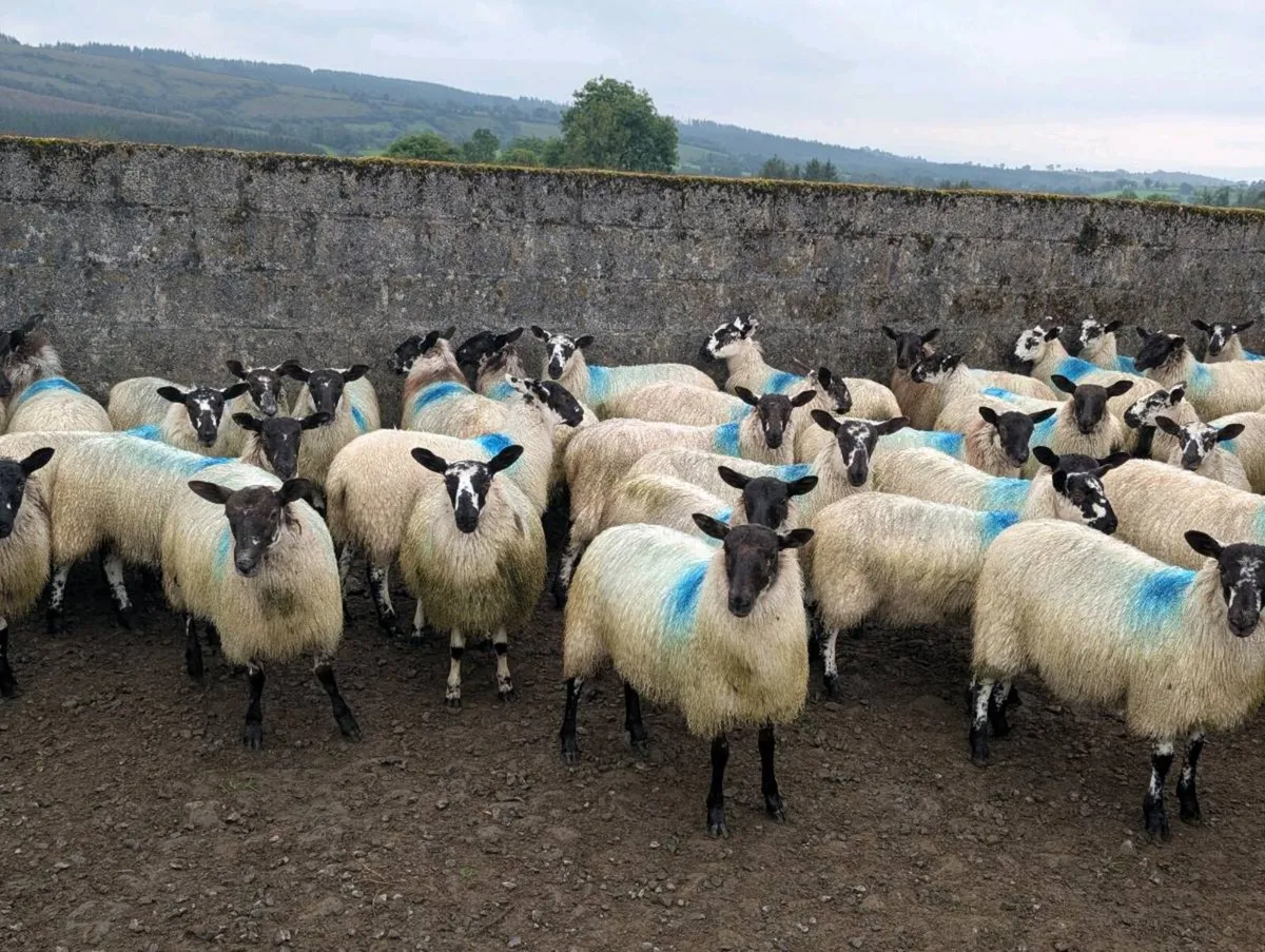 Mule ewe lambs - Image 1