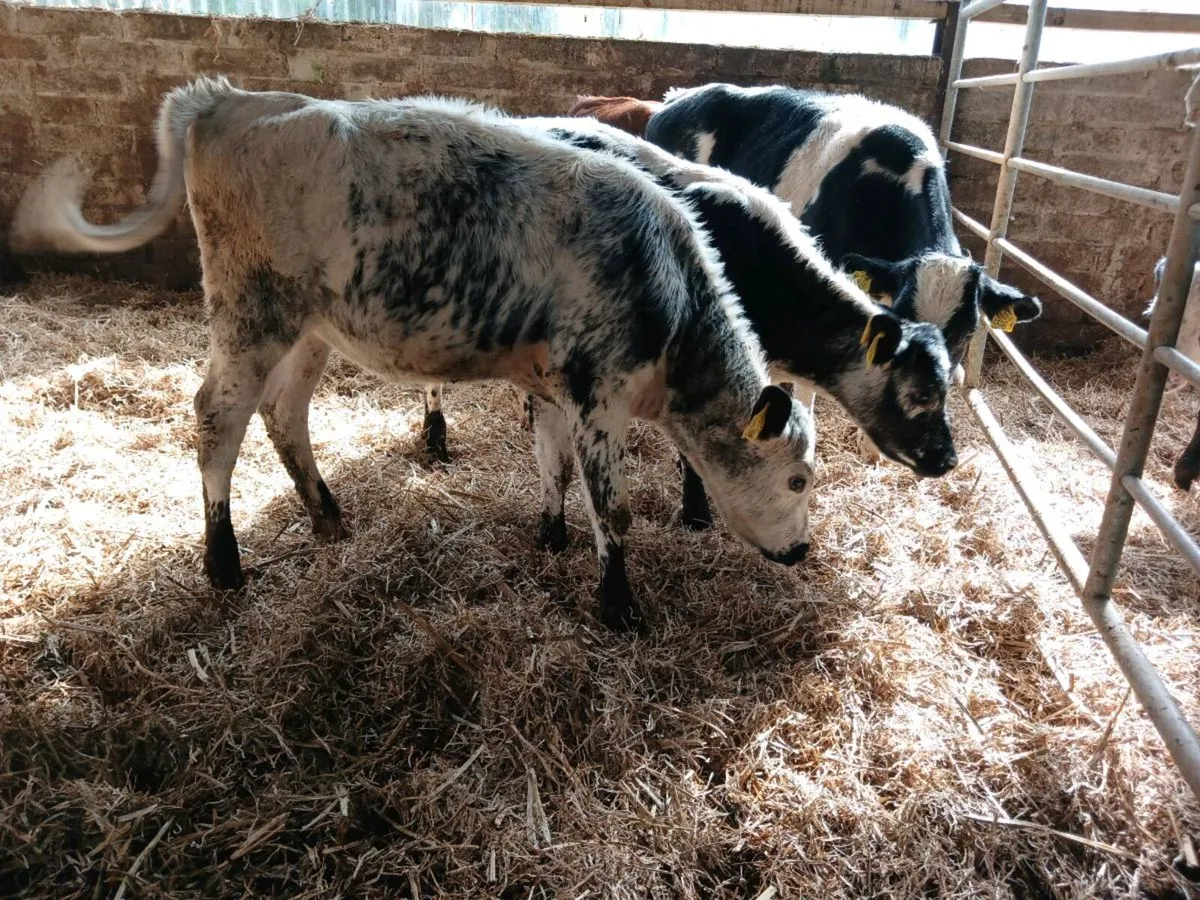 6 weaned heifer's - Image 1