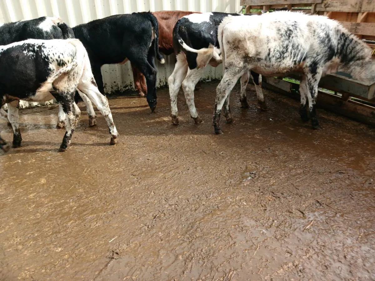 6 weaned heifer's - Image 2