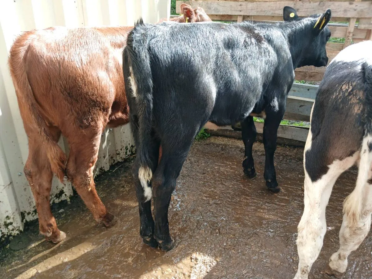 6 weaned heifer's - Image 3