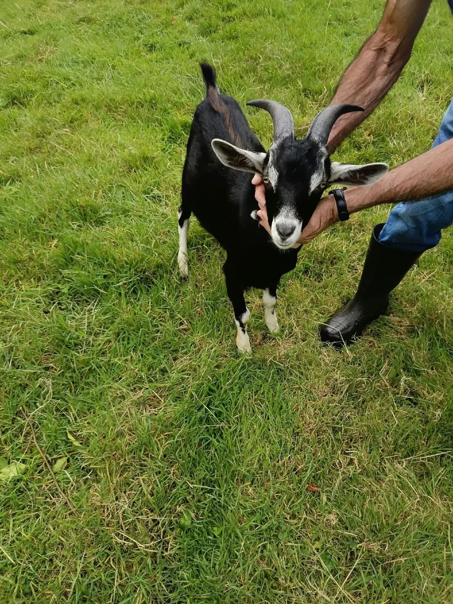 Puck Goat - Image 1