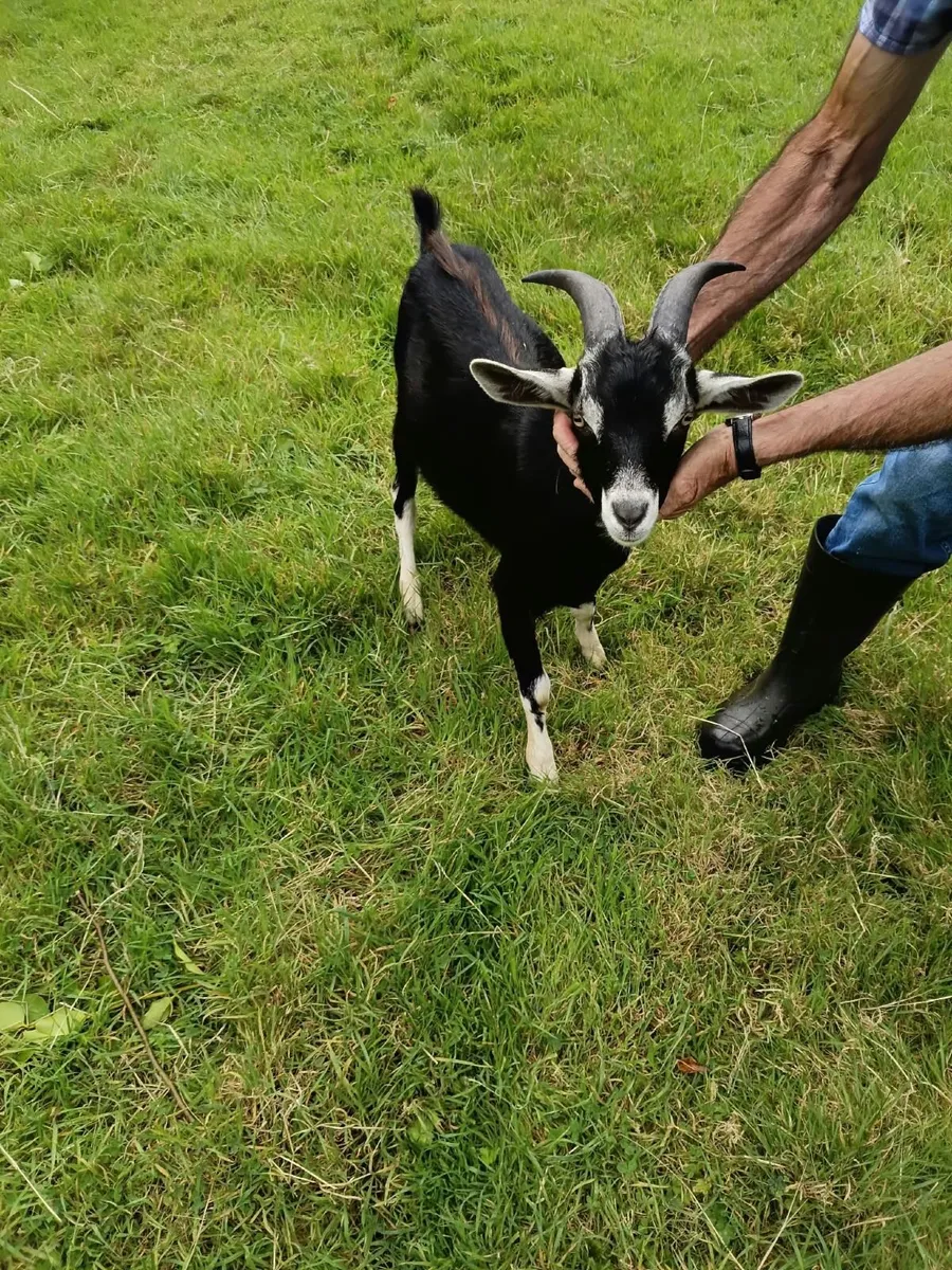 Puck Goat - Image 2