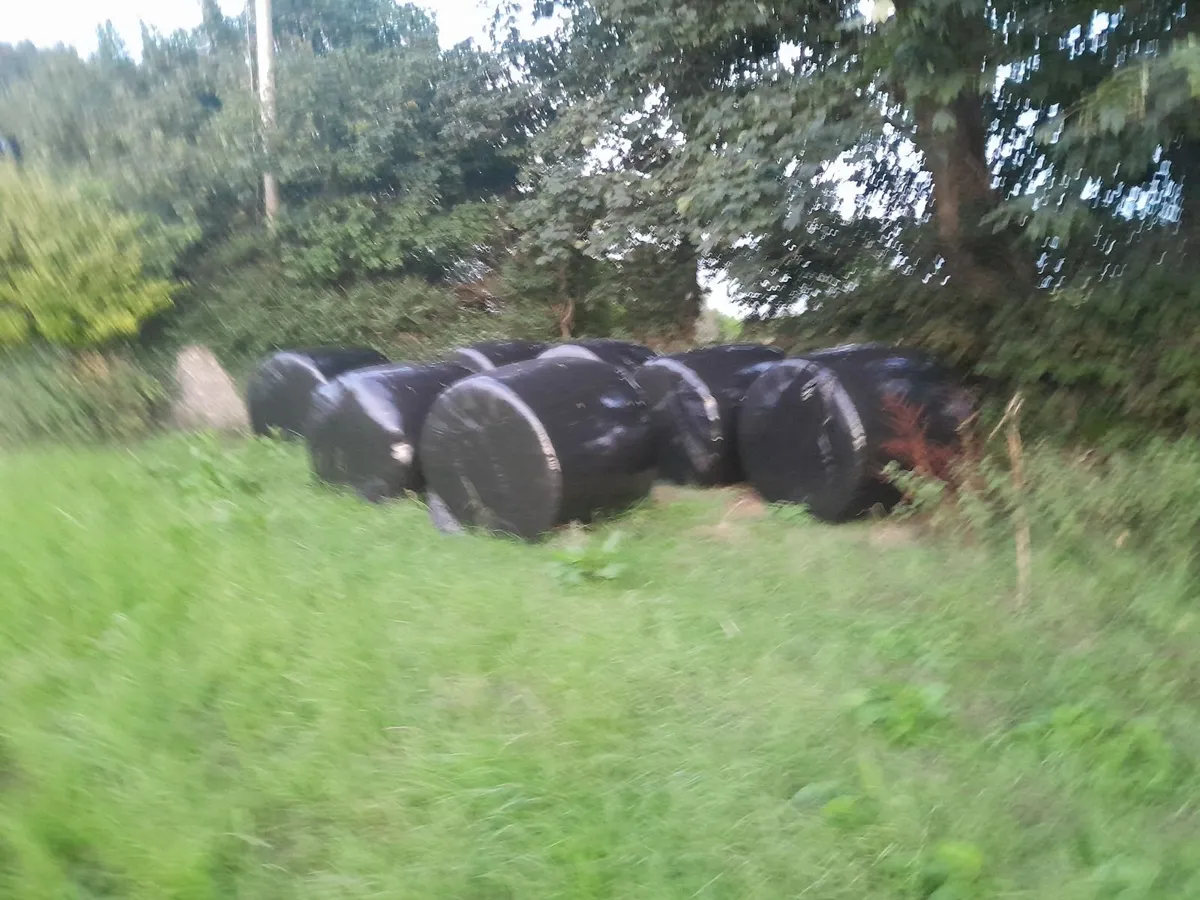 Red Clover silage - Image 3