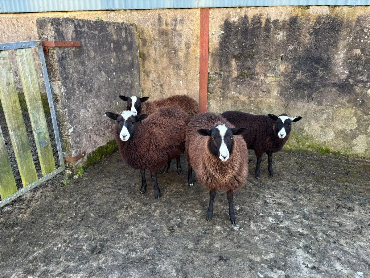 7 Black Ewe Lambs - Image 4