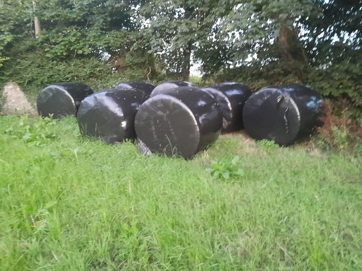 Red Clover silage - Image 4