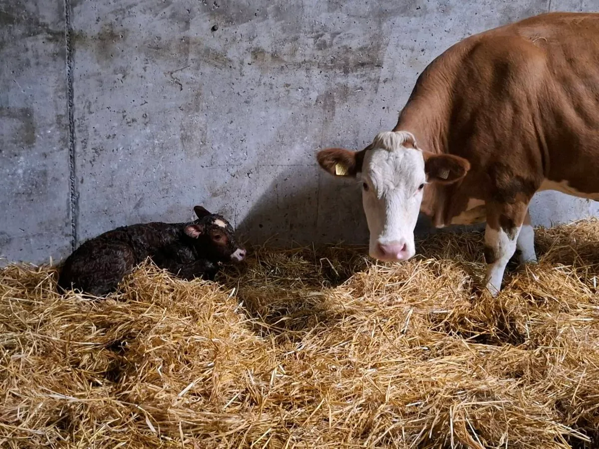 Simmental first calver just after calving - Image 2