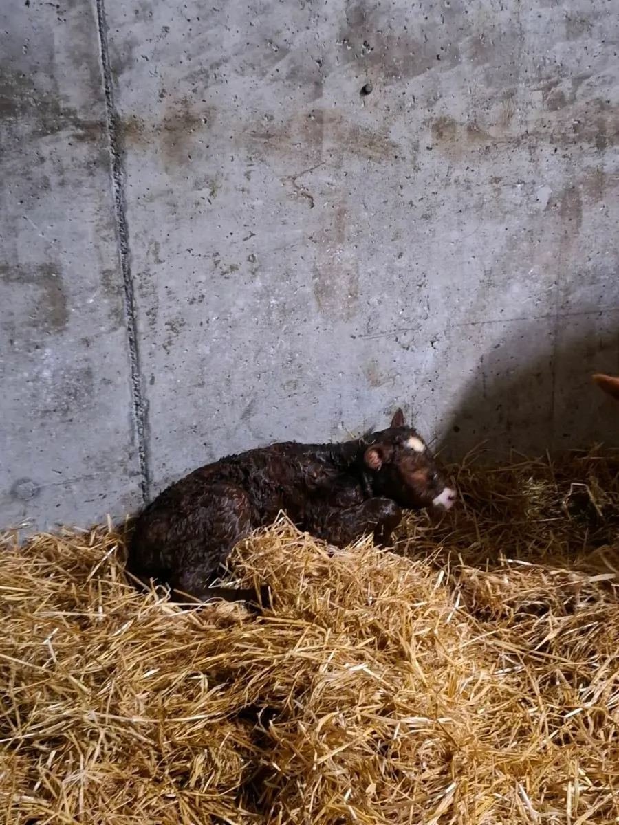 Simmental first calver just after calving - Image 3