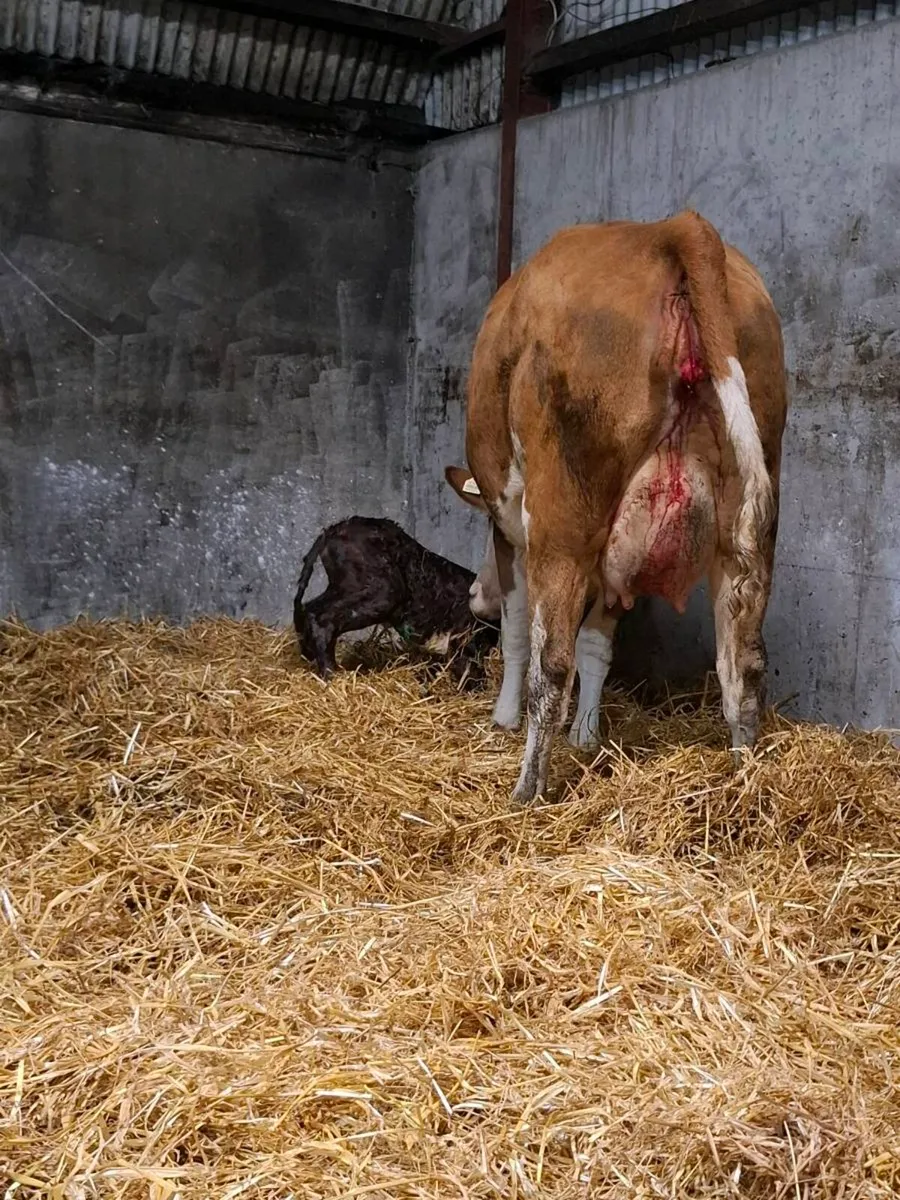 Simmental first calver just after calving - Image 4