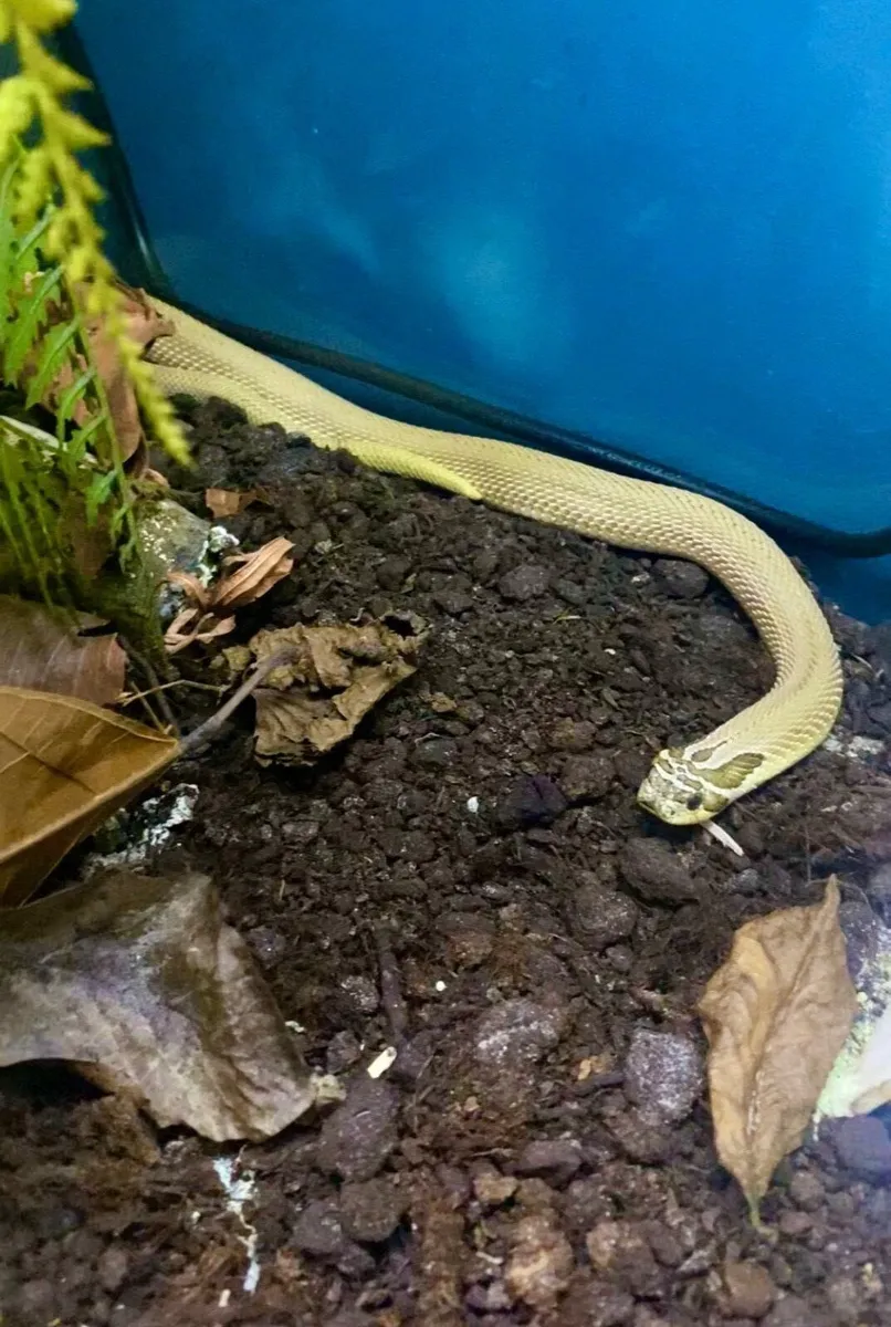 Western hognose + Extras - Image 4