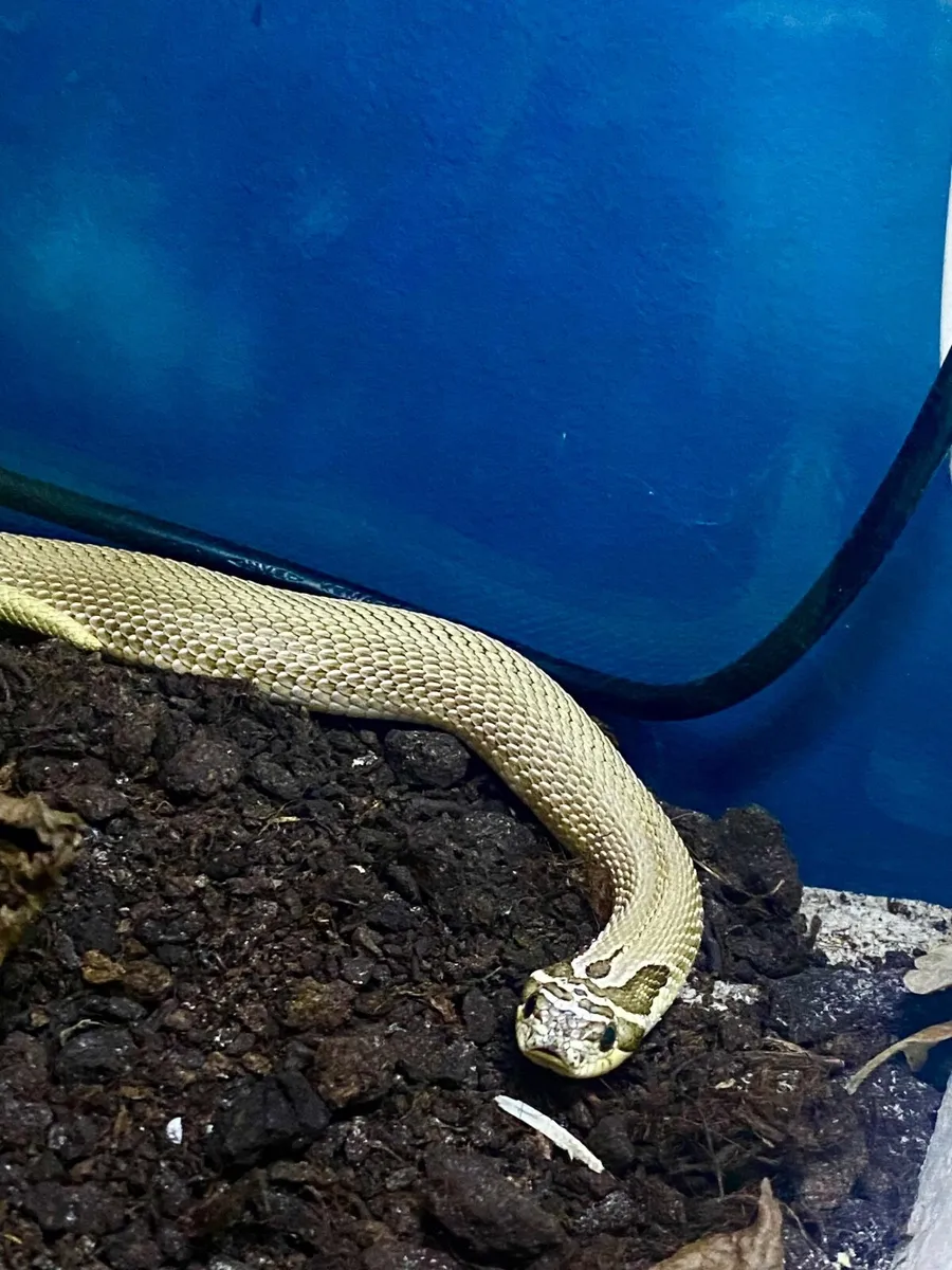 Western hognose + Extras - Image 2