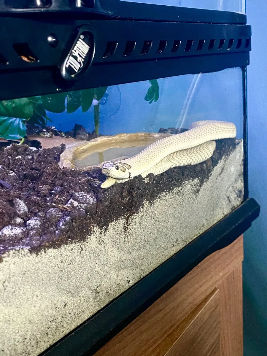 Western hognose + Extras - Image 3