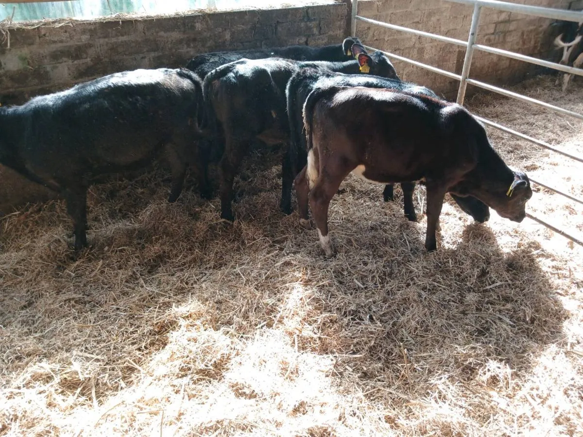 5 AA weaned heifer's - Image 2