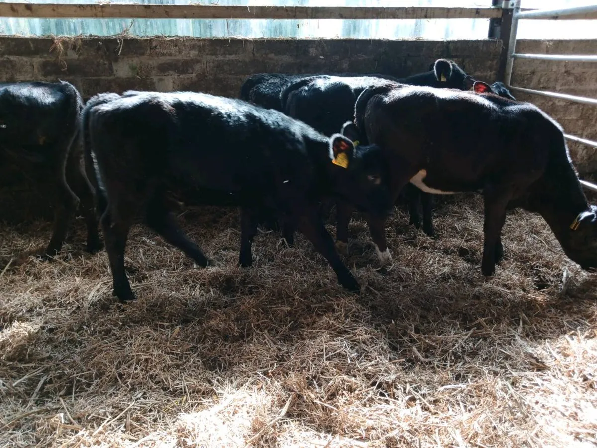 5 AA weaned heifer's - Image 4