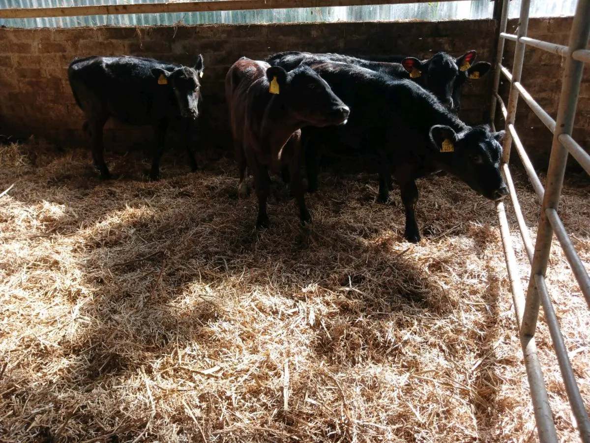 5 AA weaned heifer's - Image 3